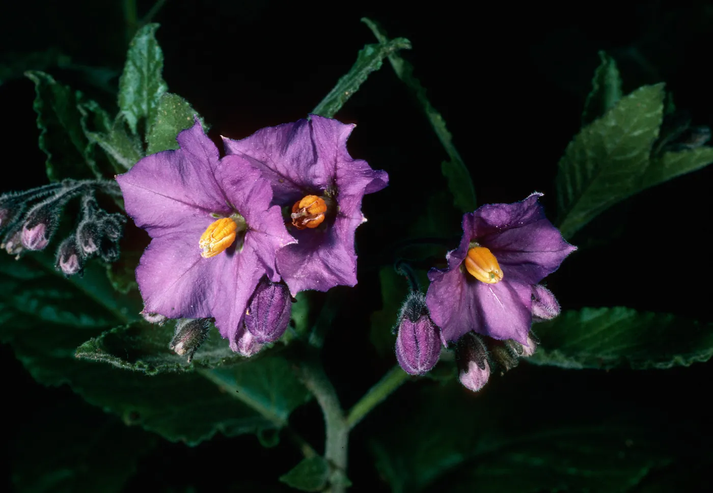 Solanum clokeyi, Santa Barbara Botanic Garden