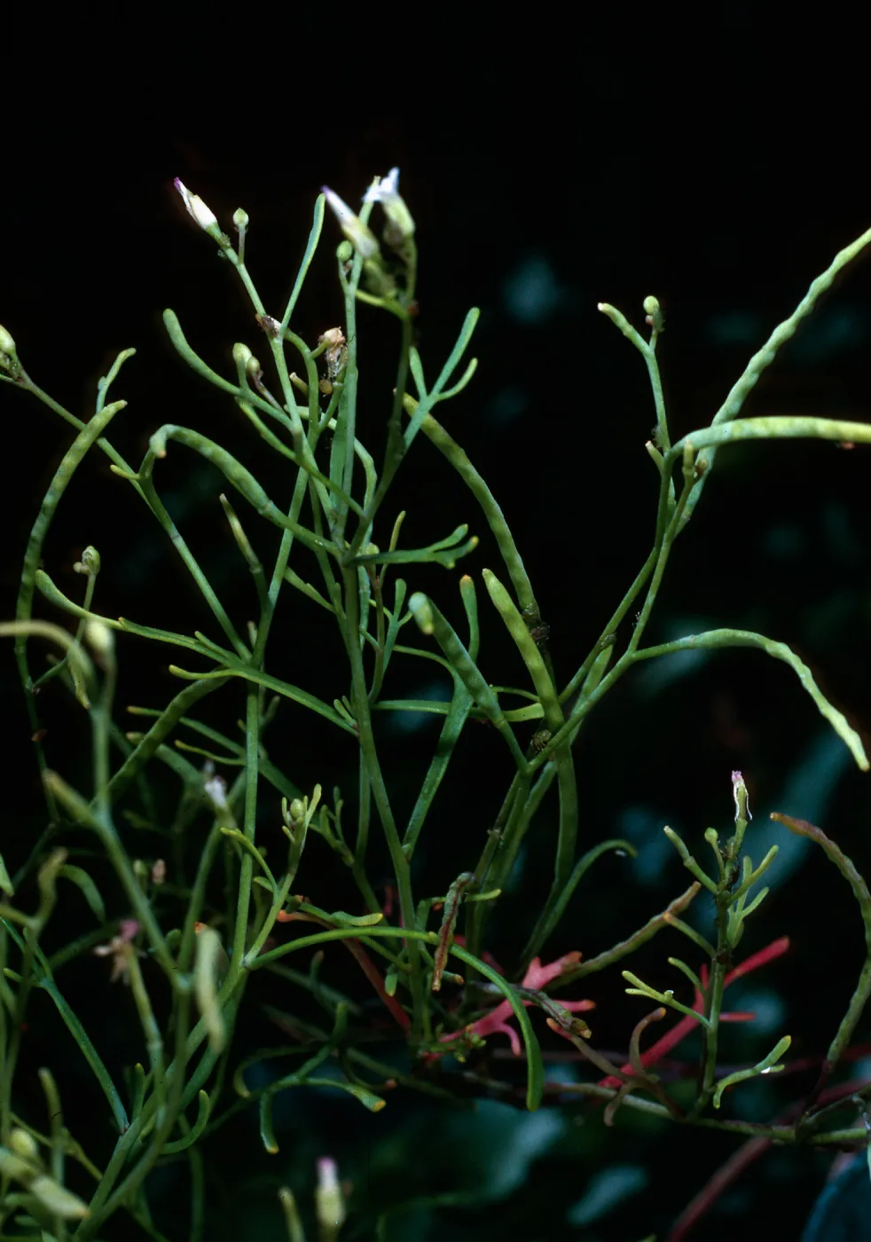 Sibara filifolia, Santa Barbara Botanic Garden