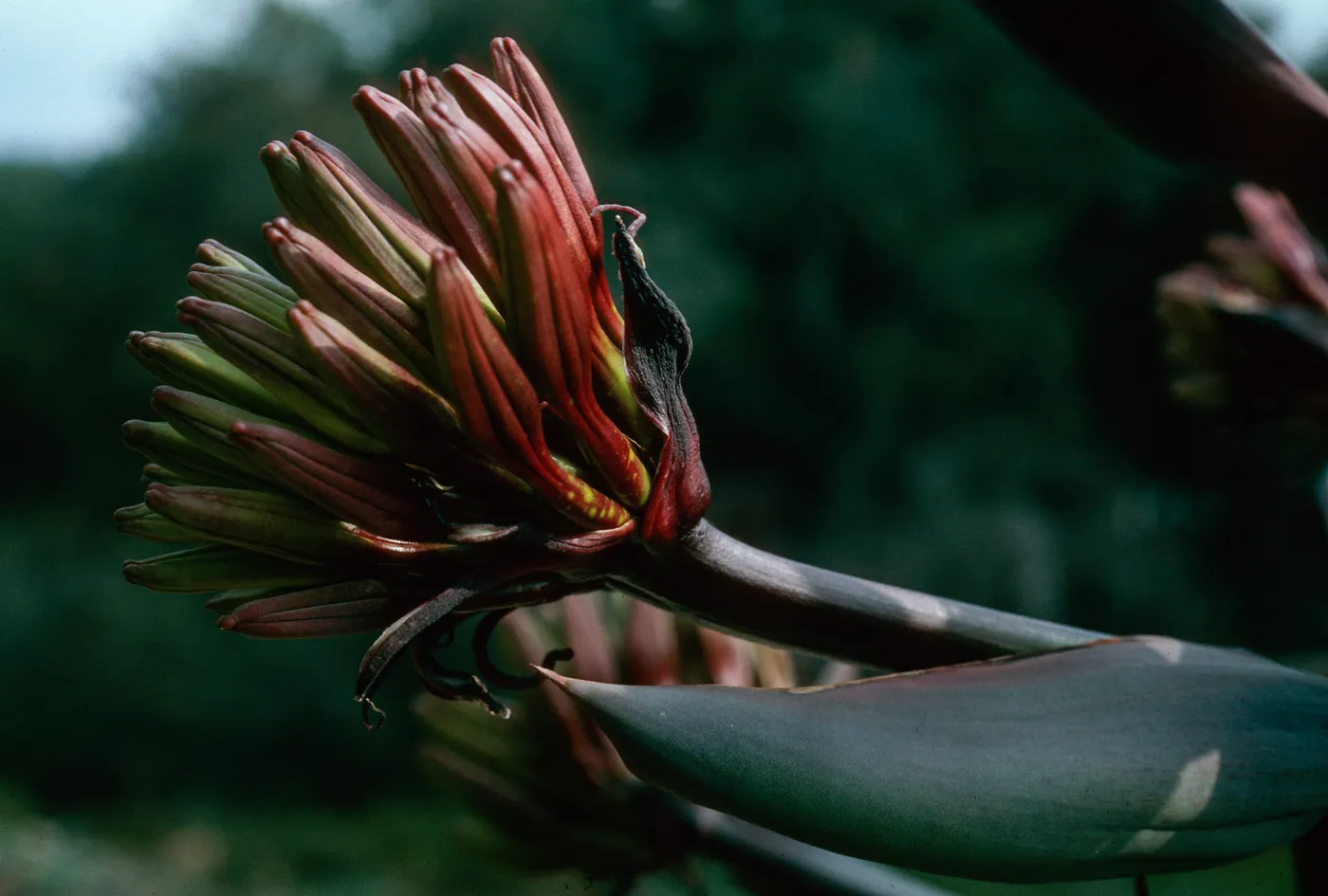 Agave shawii, Santa Barbara Botanic Garden