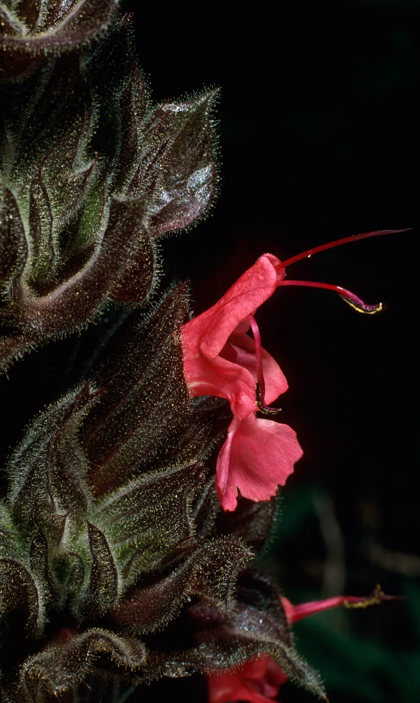Salvia spathacea (California Hummingbird Sage), Santa Barbara Botanic Garden