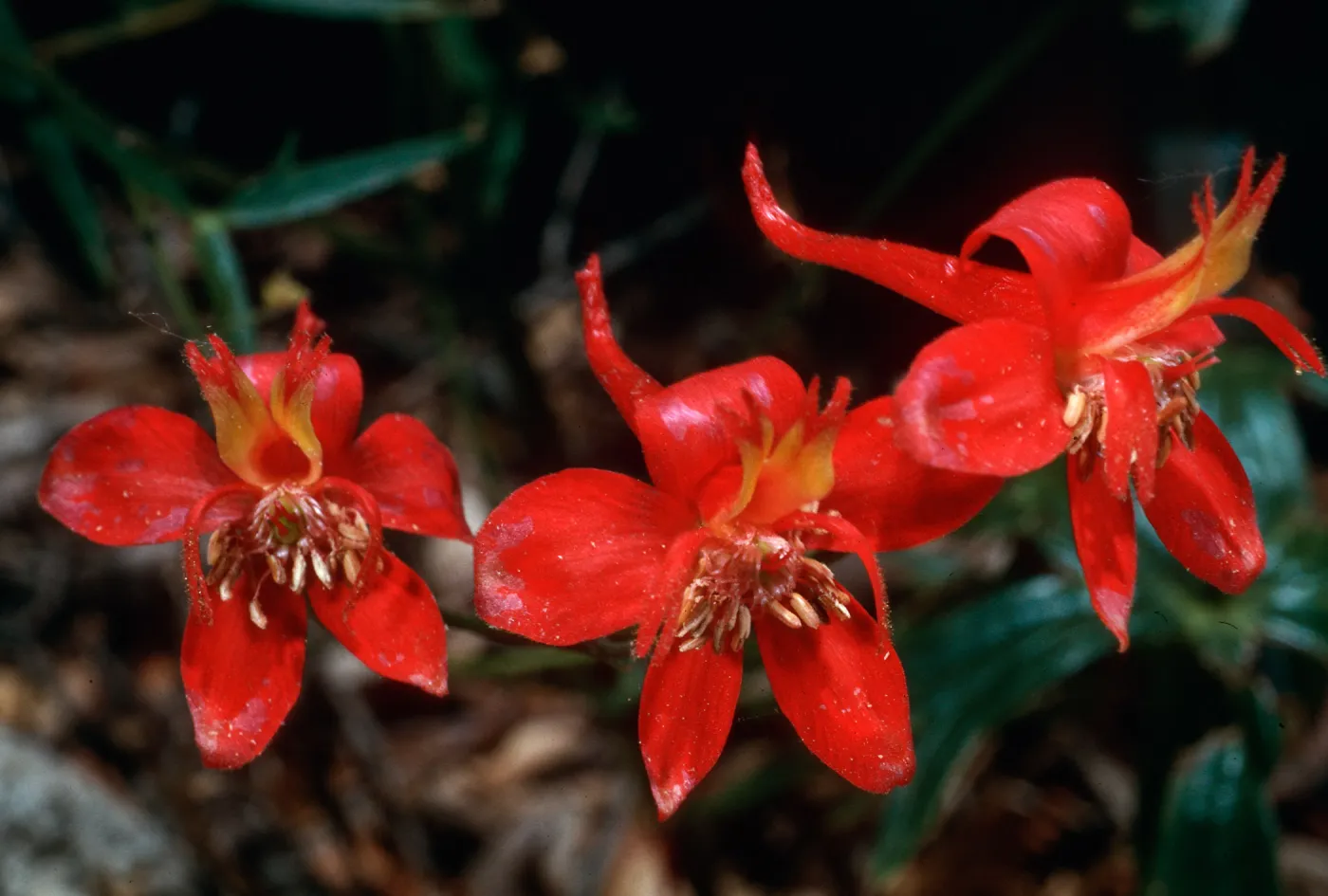 Delphinium cardinalis, Santa Barbara Botanic Garden