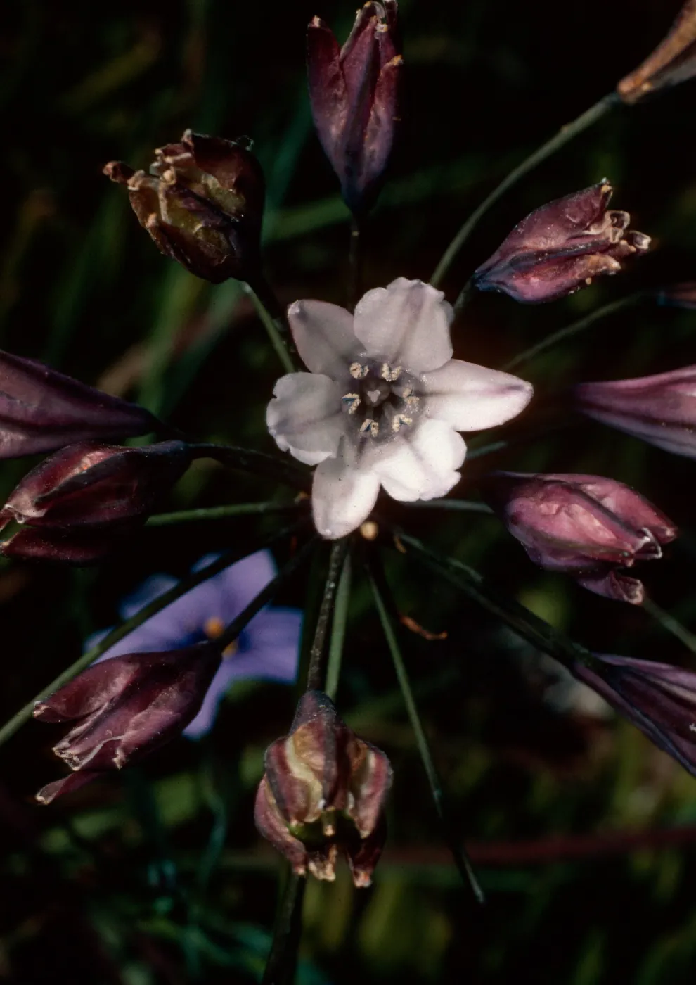 Triteleia clementina, Island Section, Santa Barbara Botanic Garden