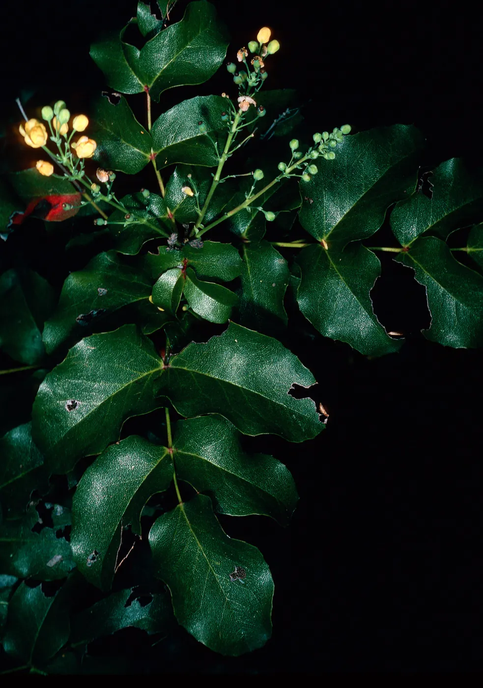 Mahonia pinnata insularis, Island Section, Santa Barbara Botanic Garden