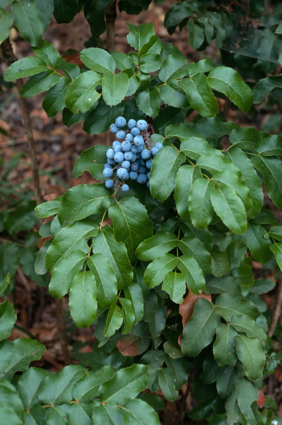 Mahonia pinnata insularis, Arroyo Section, Santa Barbara Botanic Garden
