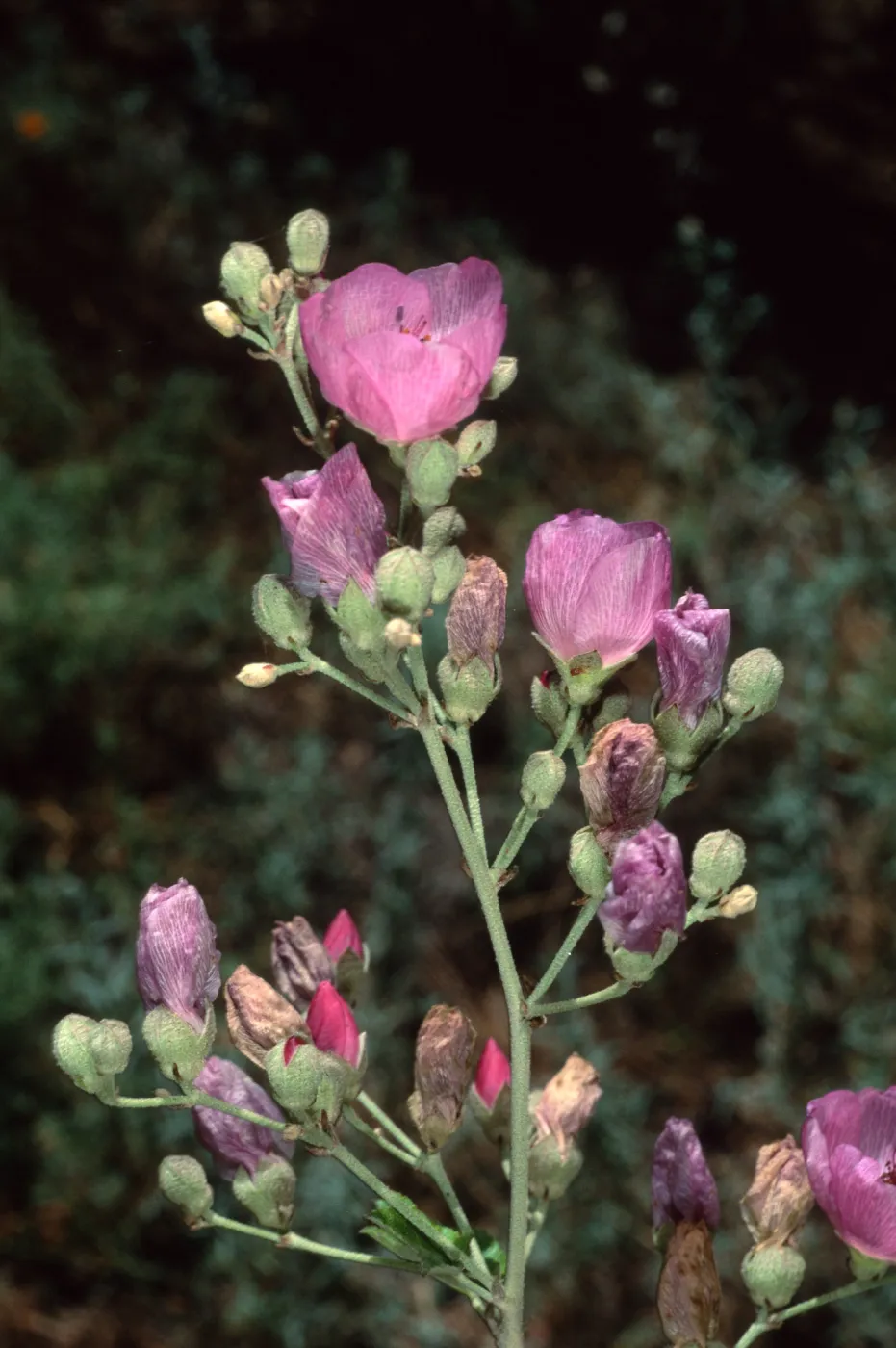 Malacothamhus, Santa Barbara Botanic Garden