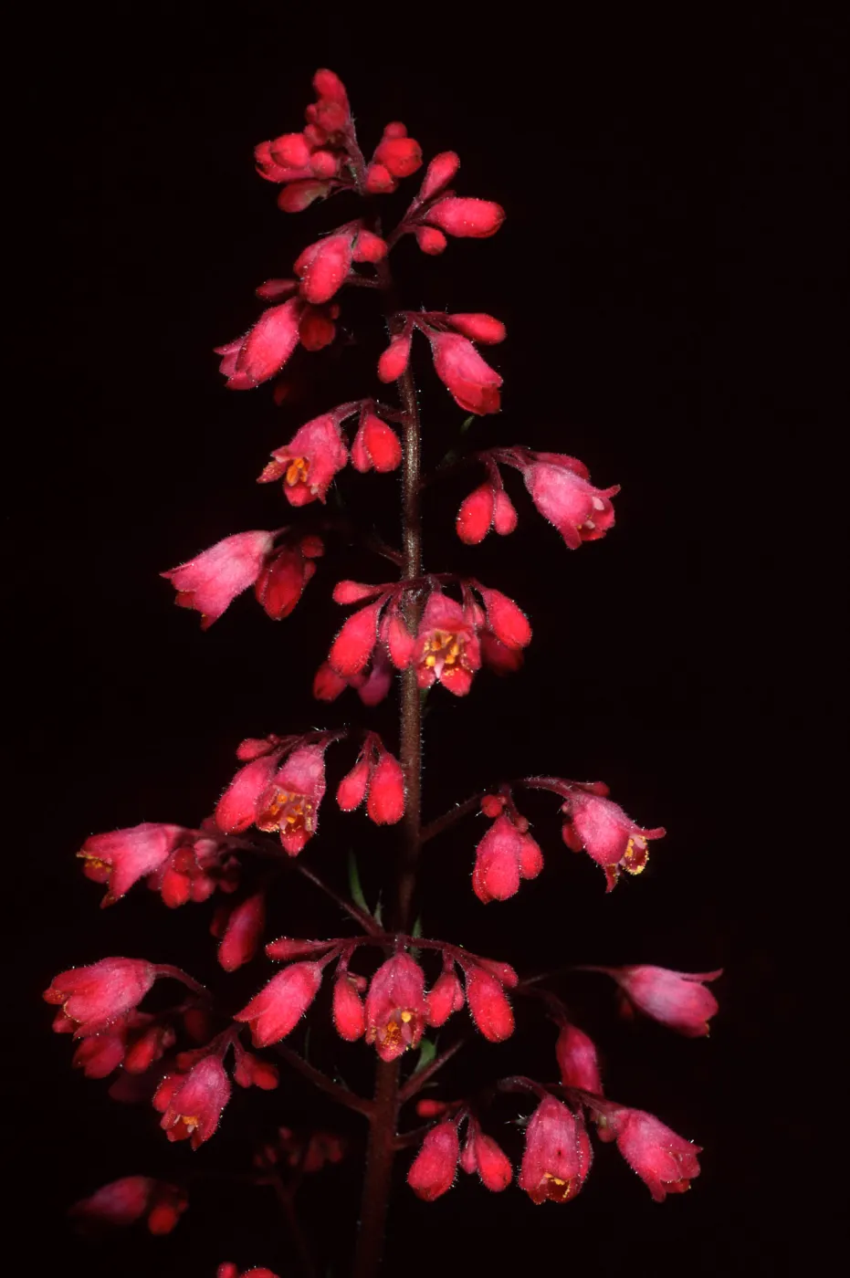 Heuchera, Santa Barbara Botanic Garden