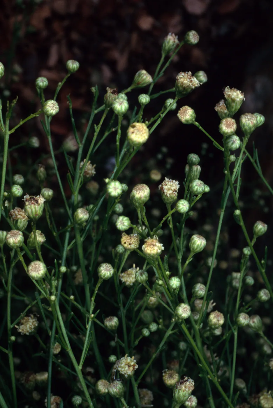 Baccharis malibuensis, Campbell Trail, Santa Barbara Botanic Garden