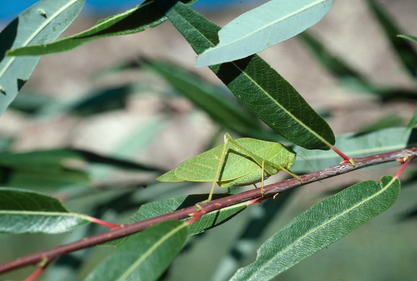 Katydid on Salix (Willow), Santa Ynez River, Santa Barbara County