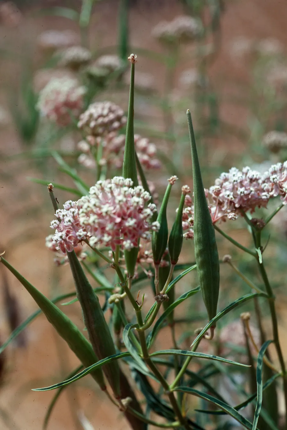 Asclepias fascicularis, Malibu Creek State Park, Los Angeles County