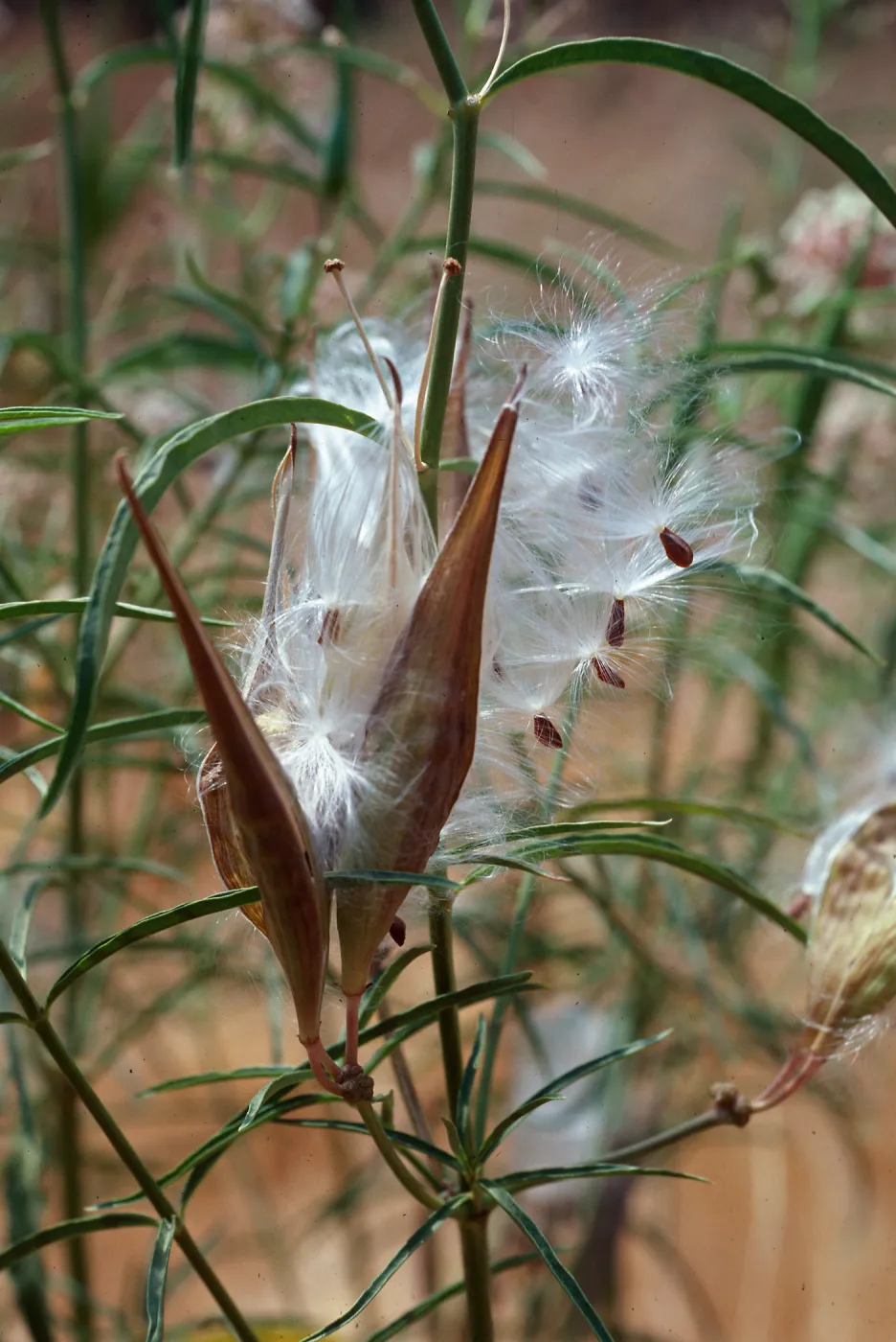 Asclepias fascicularis, Malibu Creek State Park, Los Angeles County