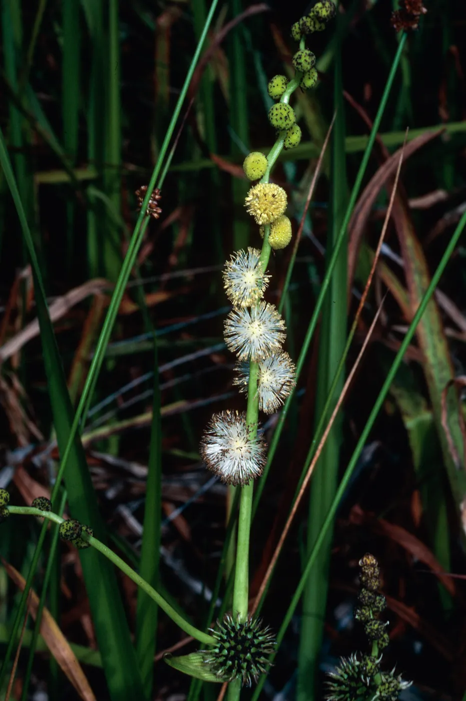 Sparganium, La Purissima Mission, Santa Barbara County