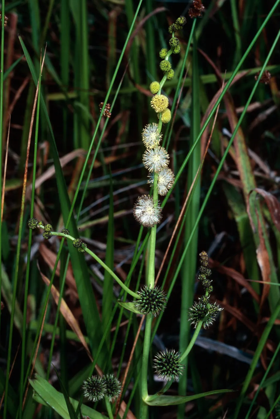 Sparganium, La Purissima Mission, Santa Barbara County