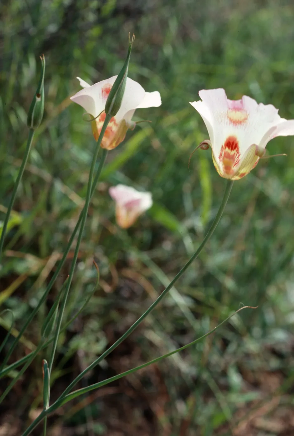 Calochortus venustus, Paradise Road, by Snyder Trail, Los Padres National Forest, Santa Barbara County