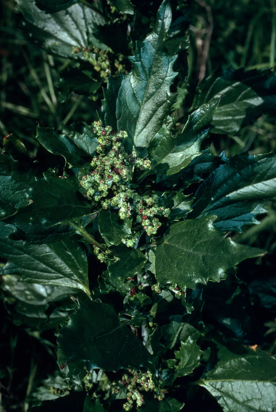 Chenopodium murale, Calle Poniente, Santa Barbara City