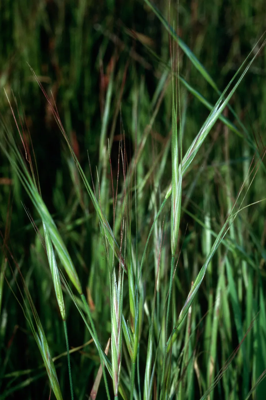 Bromus diandrus, Calle Poniente, Santa Barbara 