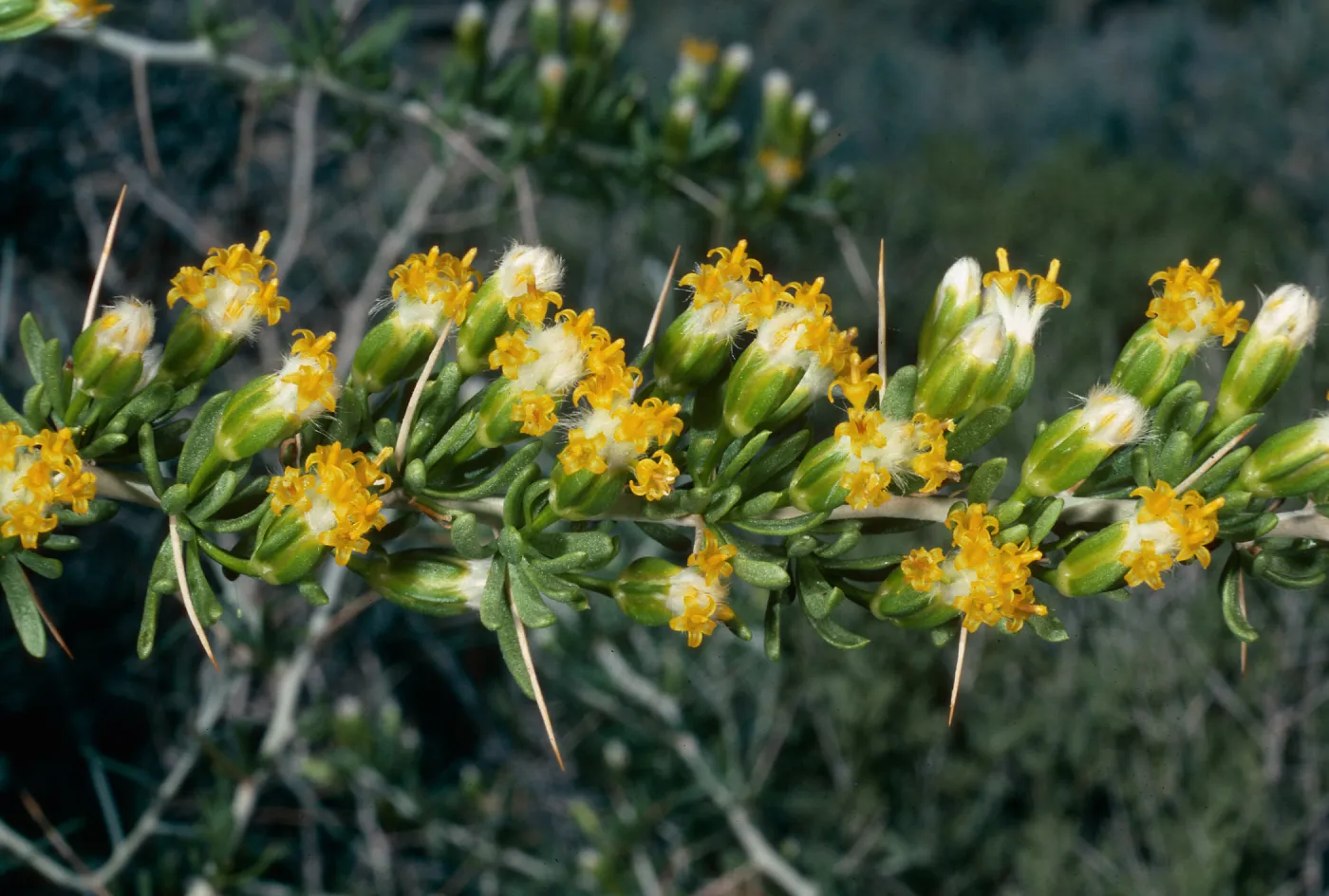 Tertradymia glabrata, just North of Saline Valley, Inyo County