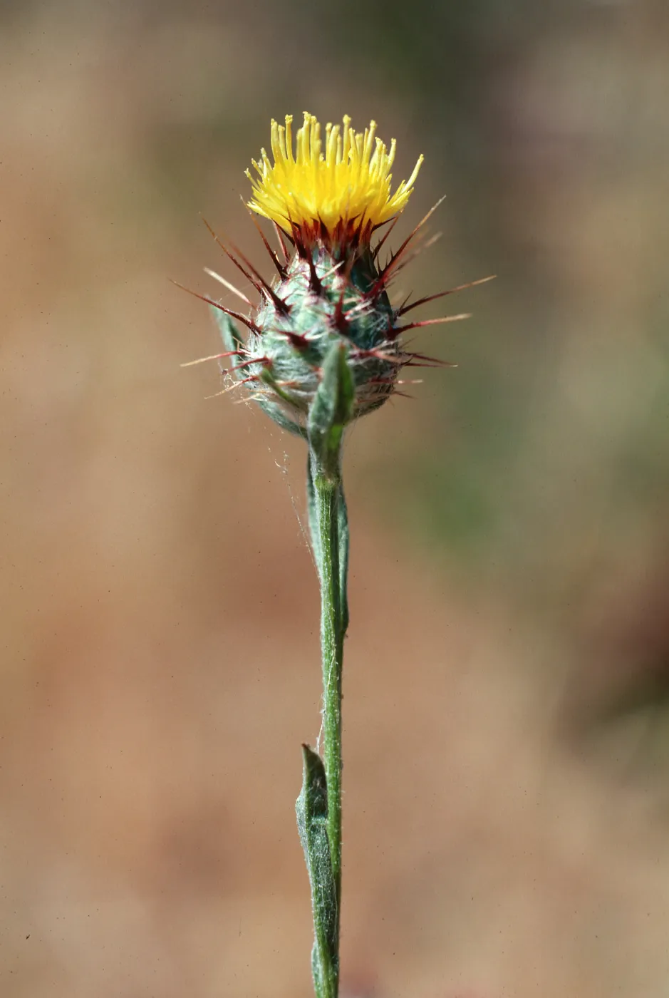 Centaurea melitensis, Gaviota, Santa Barbara County