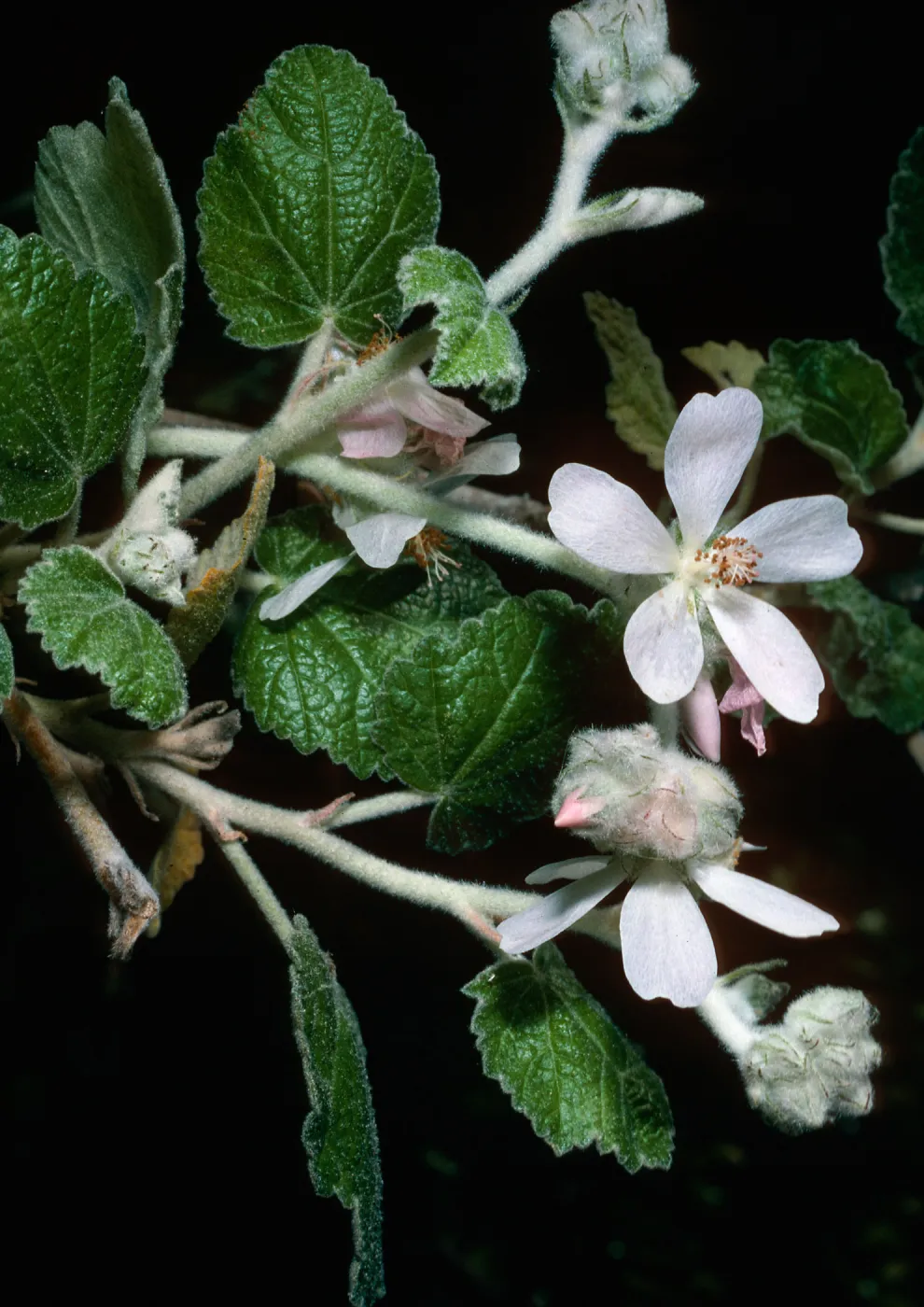 Malacothamnus clementinus