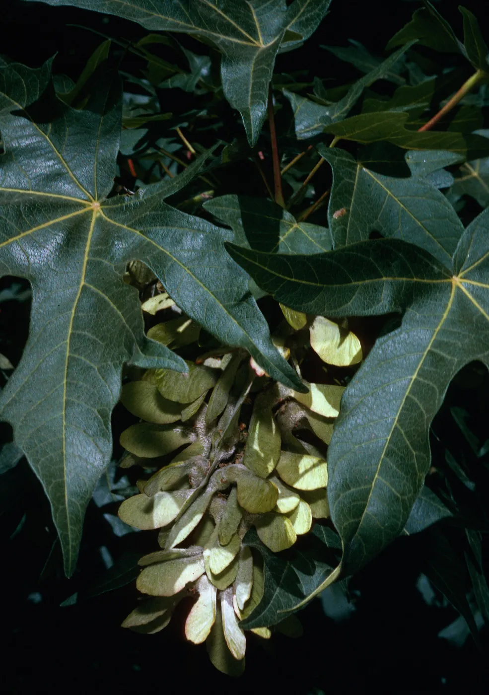 Acer macrophyllum, Highway 33
