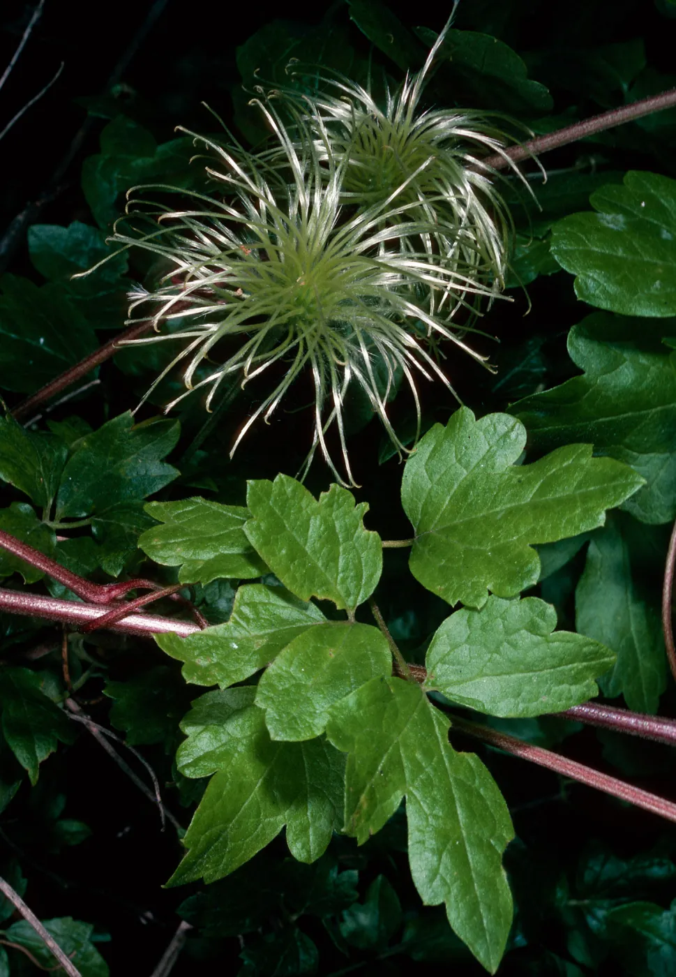 Clematis ligusticifolia, Snyder Trail, Los Padres National Forest, Santa Barbara County