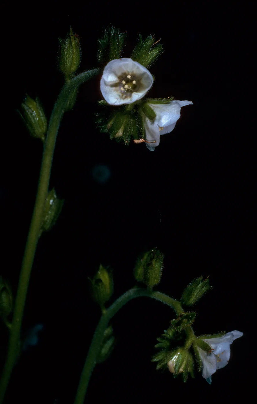 Phacelia viscida albiflora, Tunnel Road, Santa Barbara County