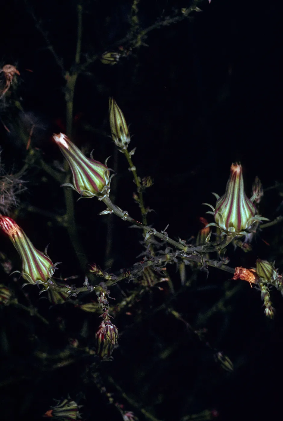 Rafinesquia californica, Tunnel Road, Santa Barbara County