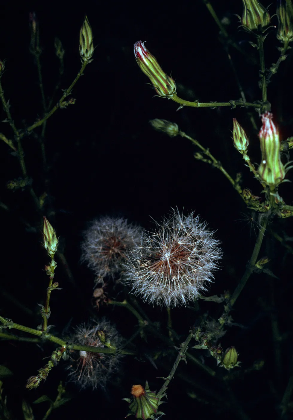 Rafinesquia californica, Tunnel Road, Santa Barbara County