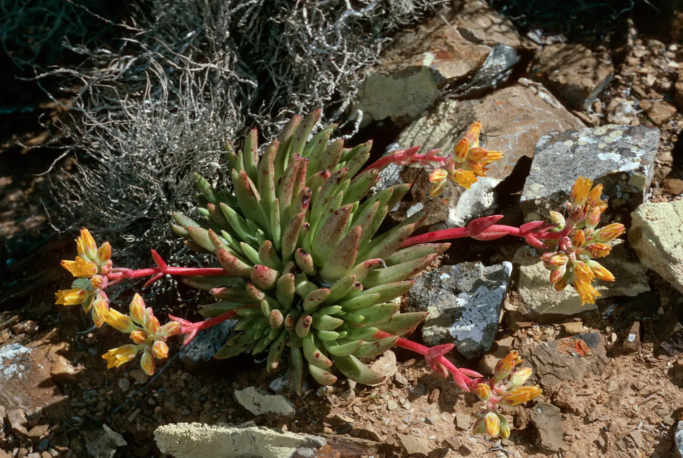 Dudleya linearis, West San Benito Island
