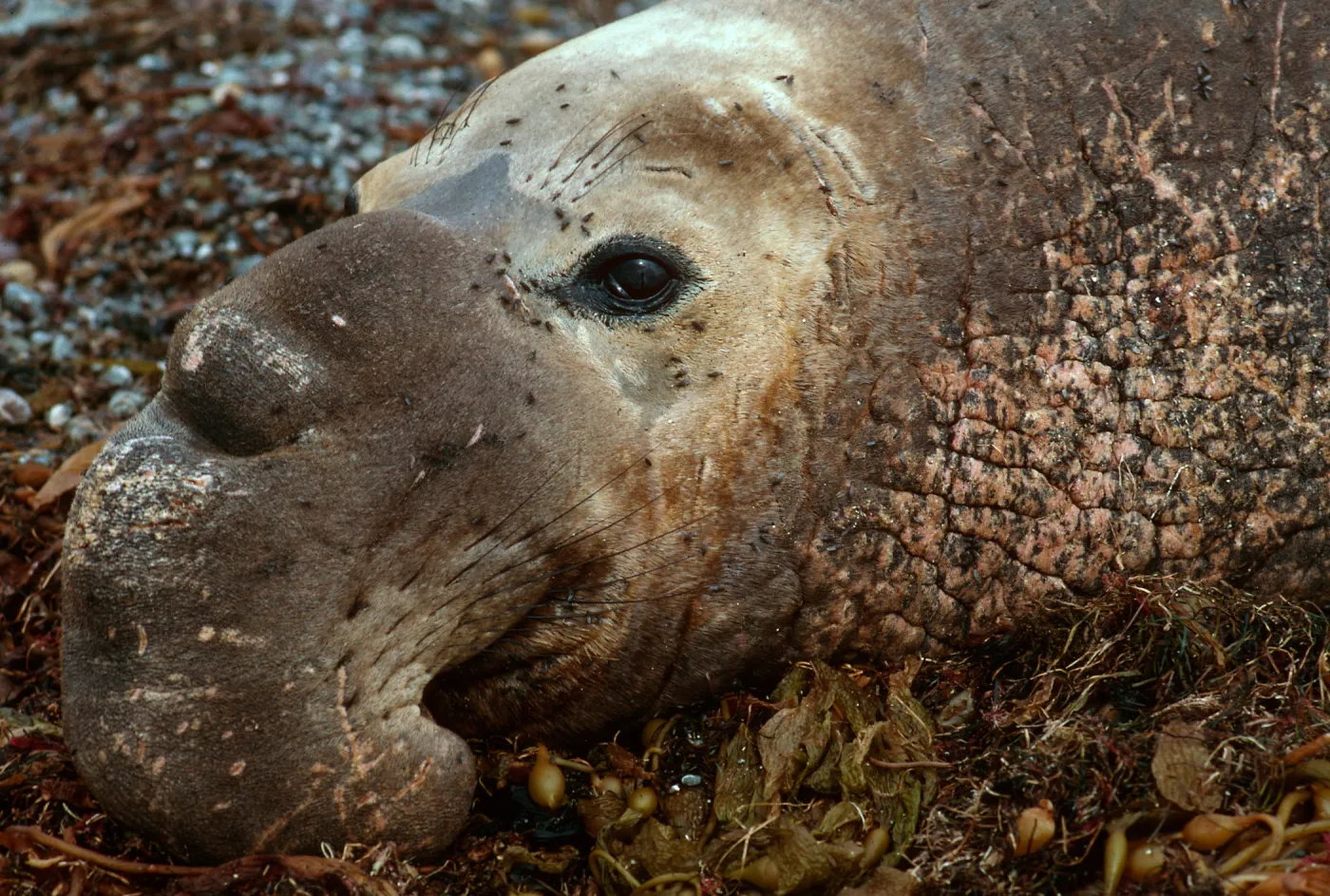 â™‚ Elephant Seal, San Benito Island