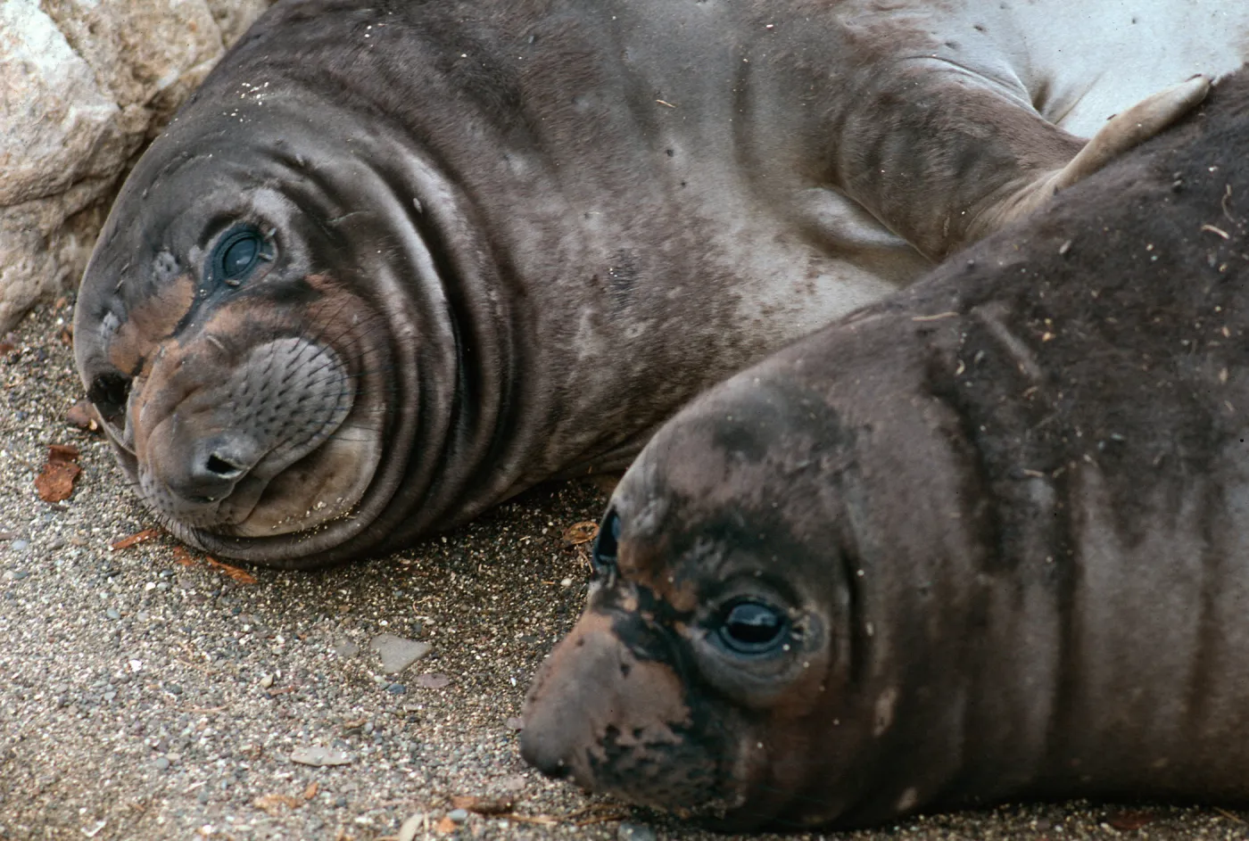 Elephant Seal pups, West San Benito Island