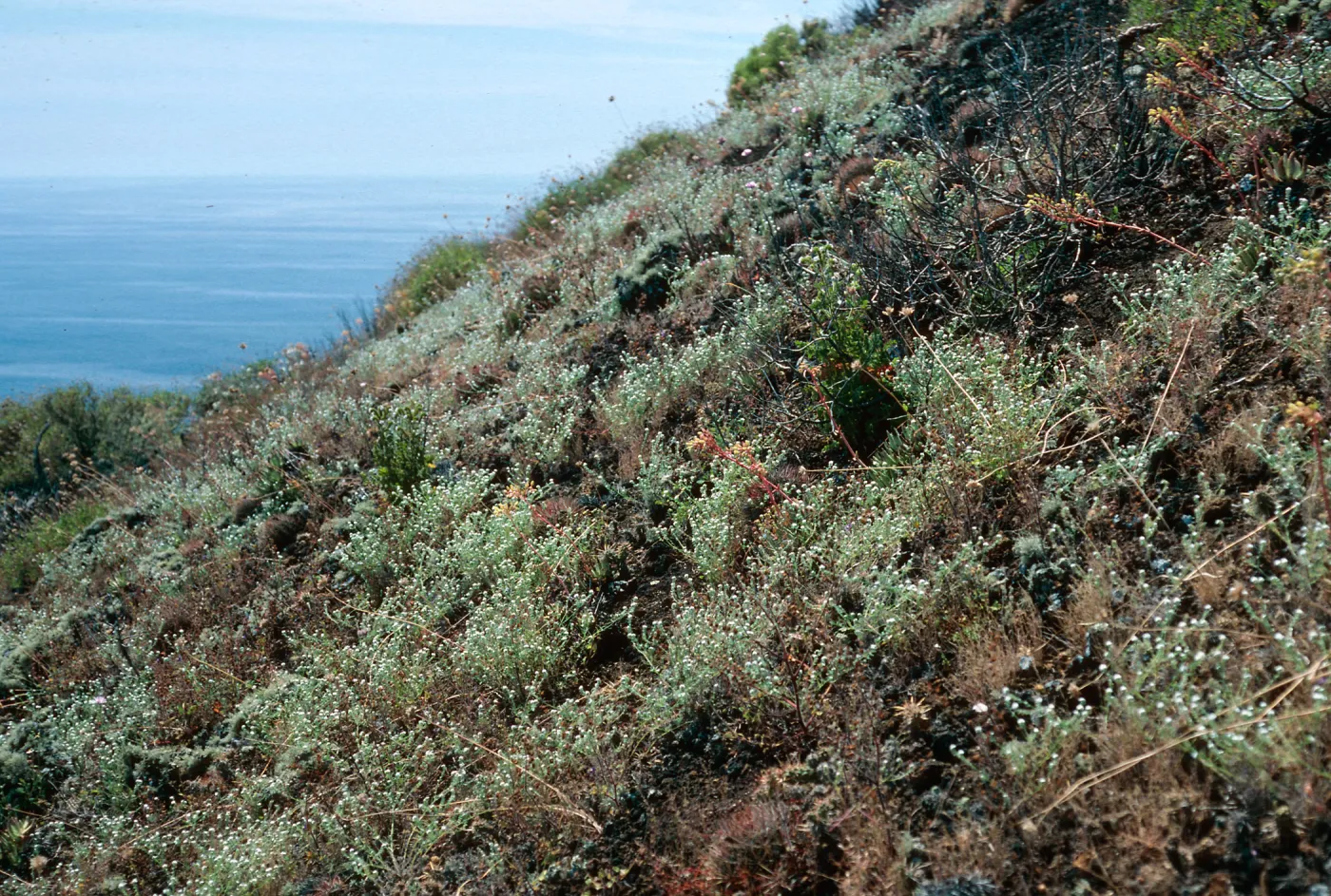 burn area, South slope of Picacho, San Martin Island