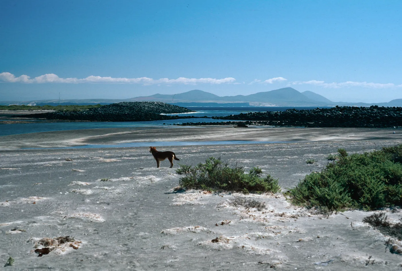 dog at lagoon, San Martin Island