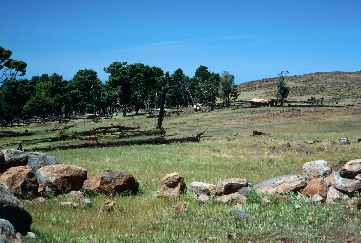 Cypress grove, Guadalupe Island