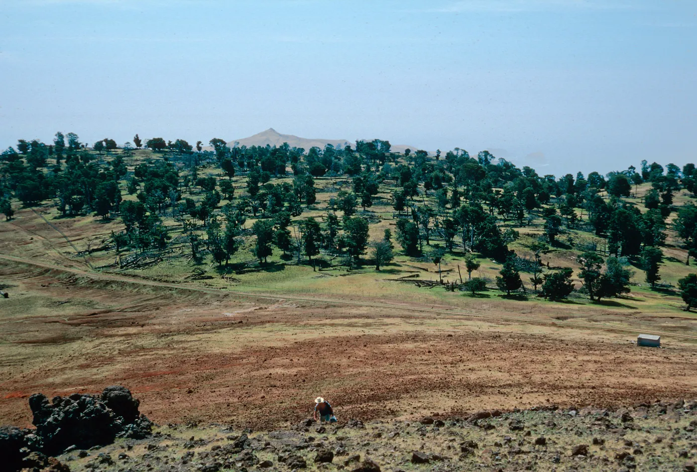 Cypress grove from Mount Augusta, Guadalupe Island