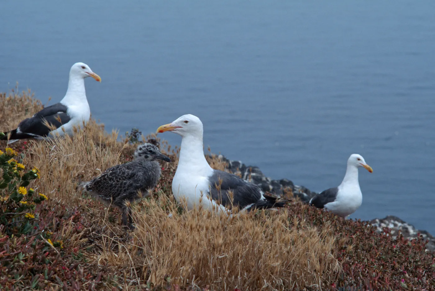 East Anancapa Island--Western gulls