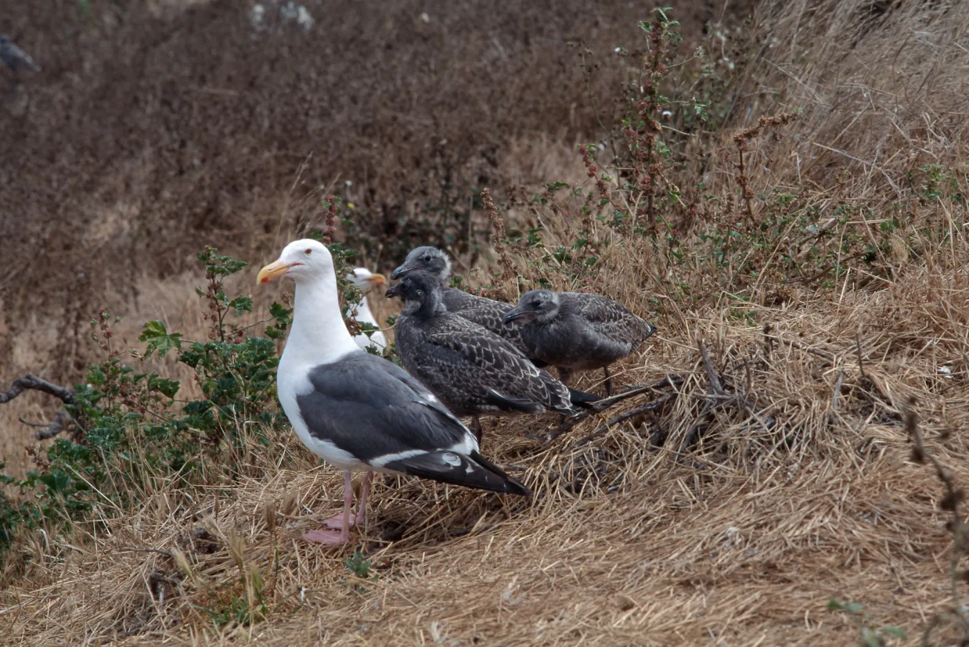East Anancapa Island--Western gulls