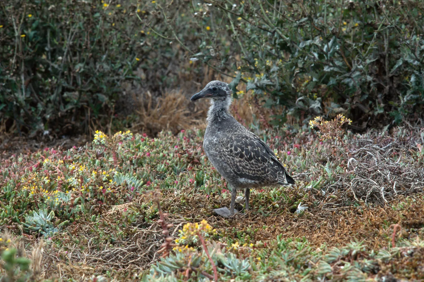 East Anacapa Island--young Western Gulls