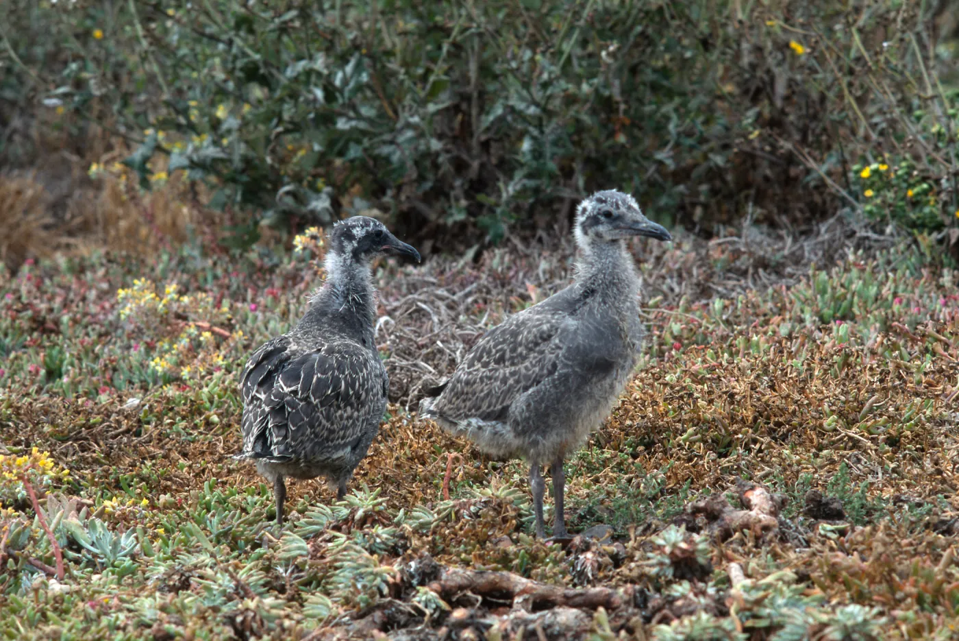 E. Anacapa Island--young Western Gulls