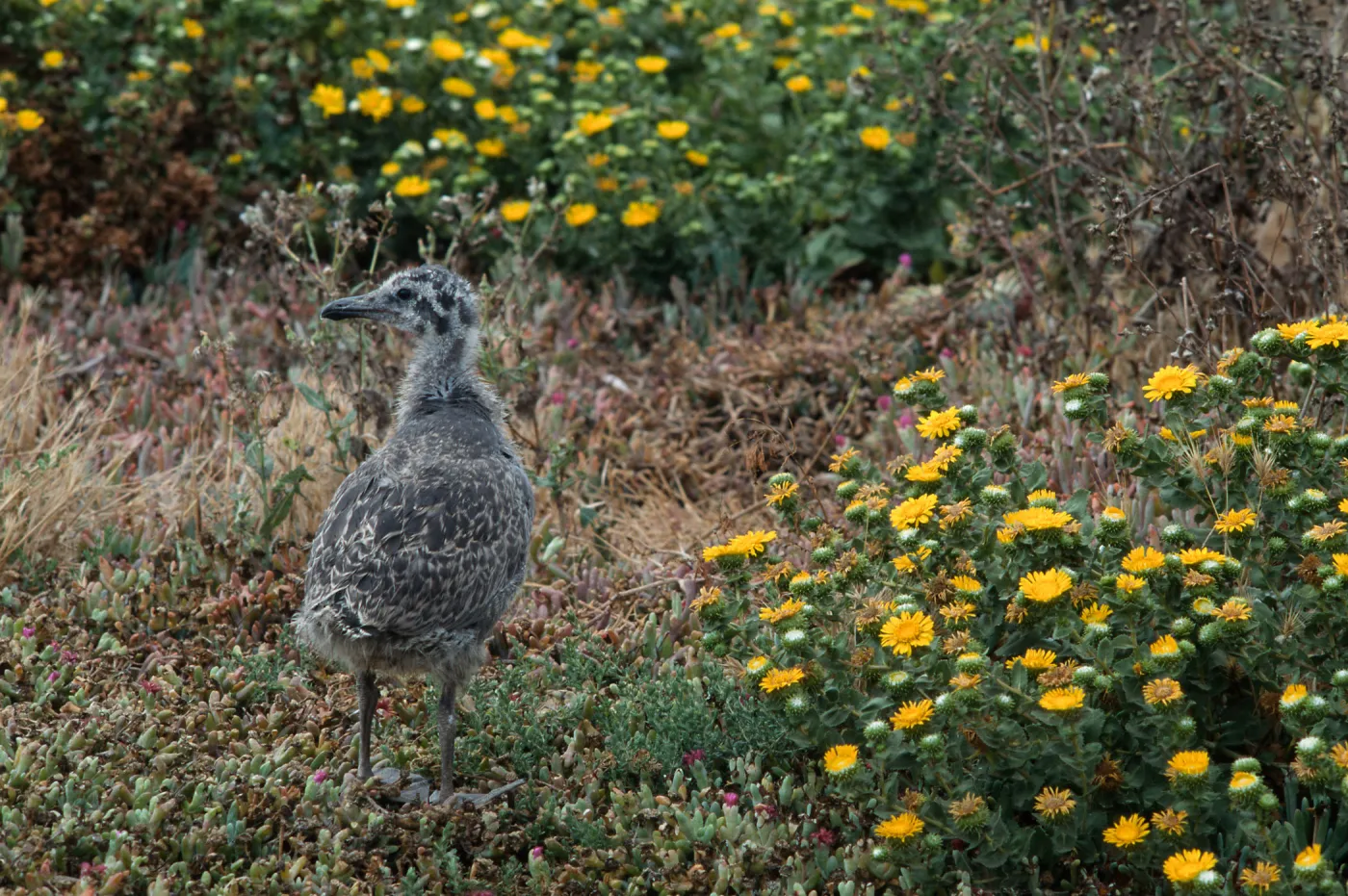 E. Anacapa Island--young Western Gulls