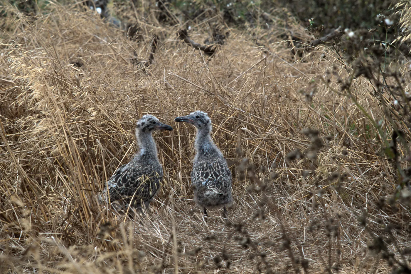E. Anacapa Island--young Western Gulls