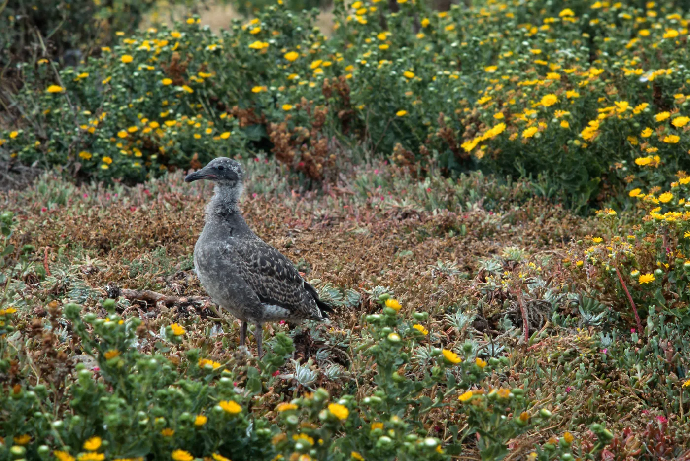 E. Anacapa Island--young Western Gulls