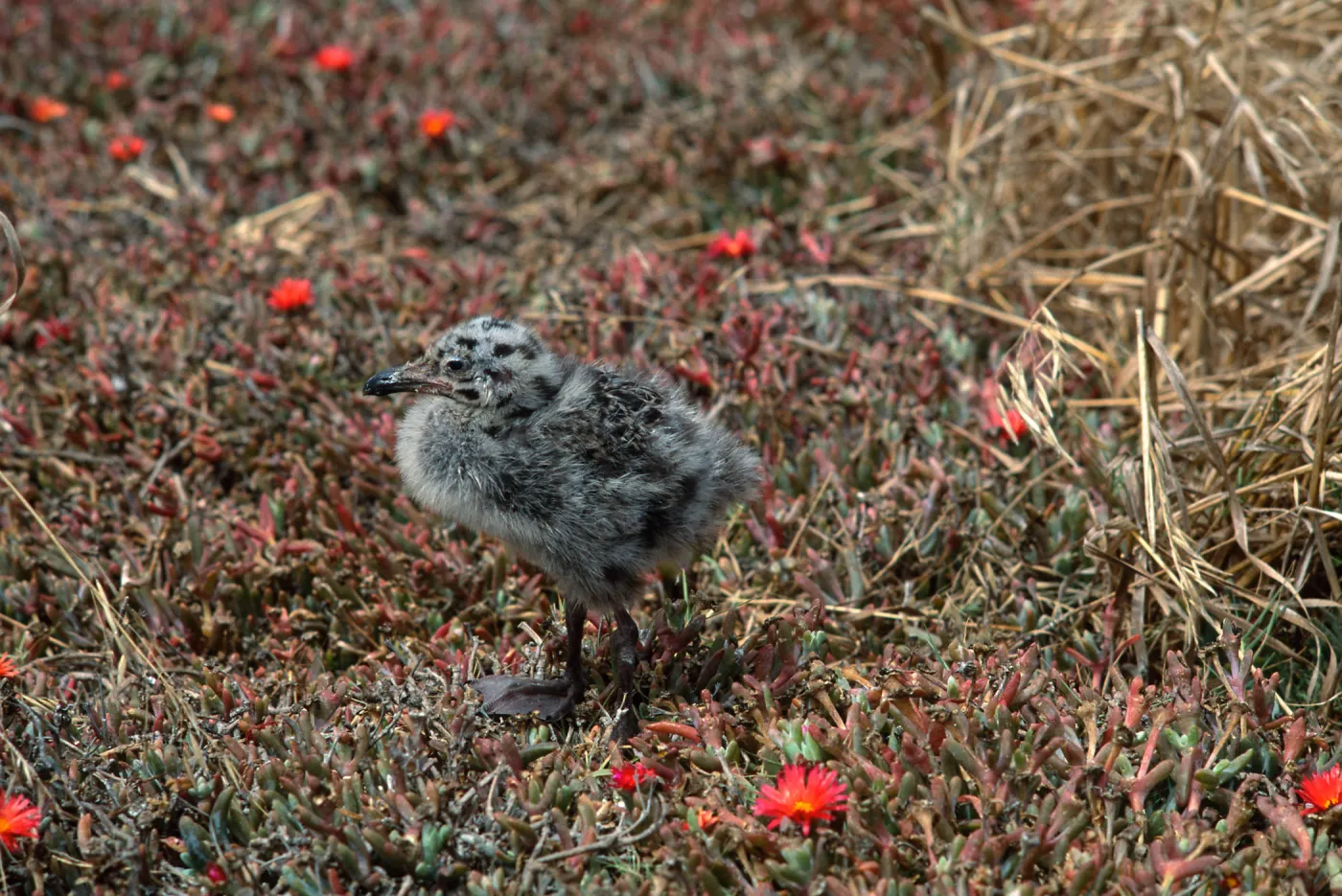 E. Anacapa Island--young Western Gulls