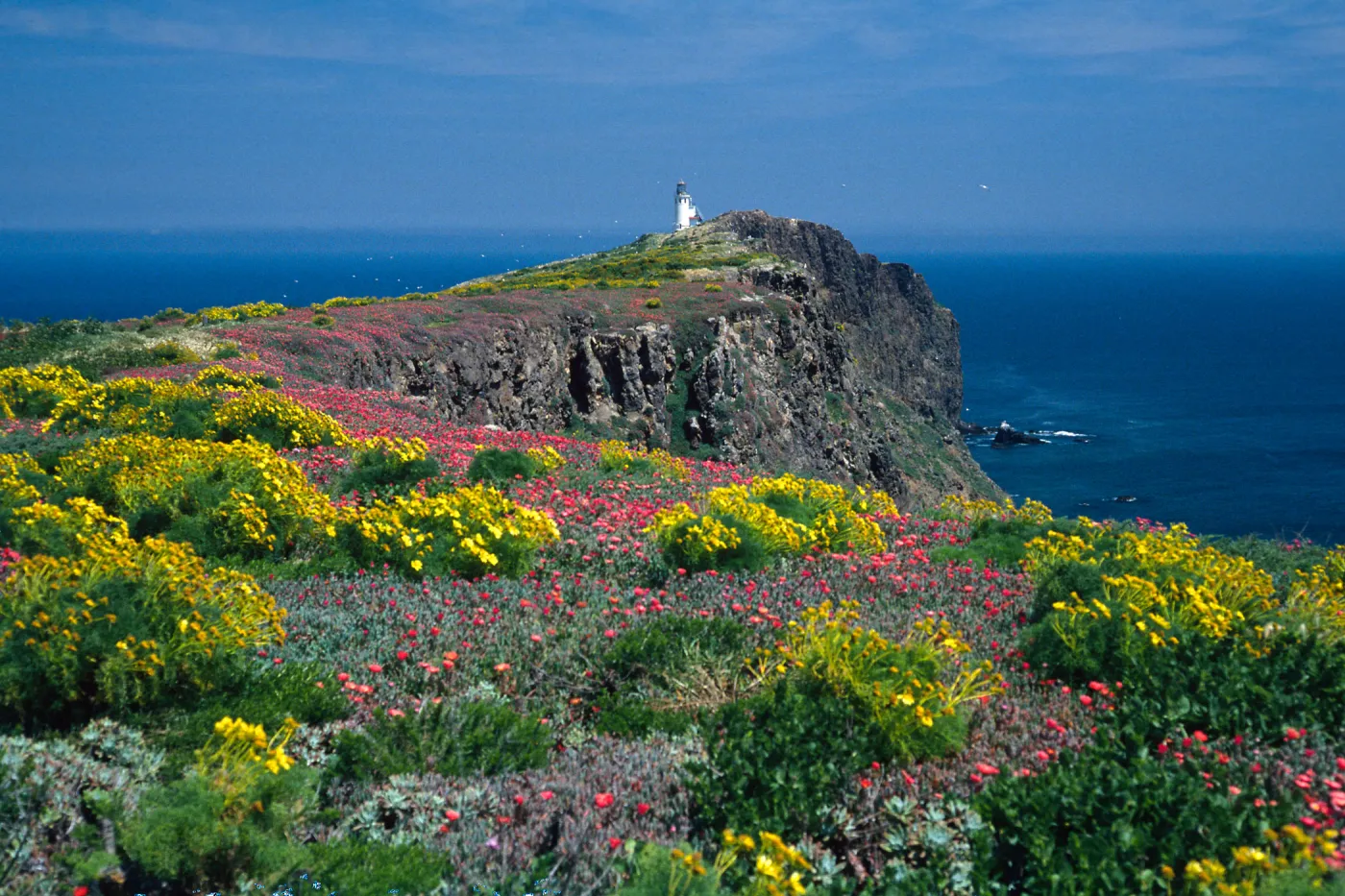 East Anacapa Island--Coreopsis, Malephora--lighthouse