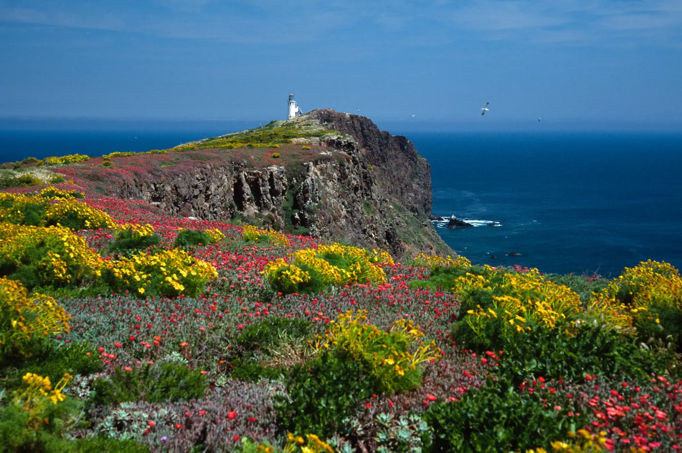 East Anacapa Island--Coreopsis, Malephora--lighthouse