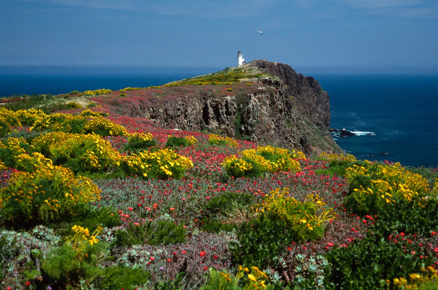 E. Anacapa Island--Coreopsis, Malephora--lighthouse