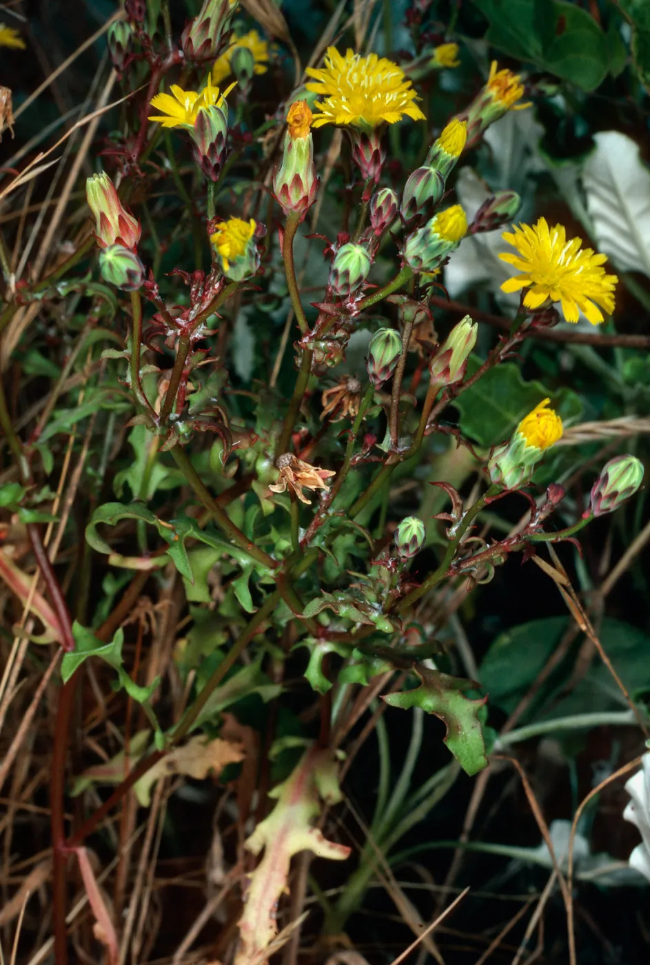 E. Anacapa Island--near lighthouse--Malacothrix foliosa ssp. crispifolia
