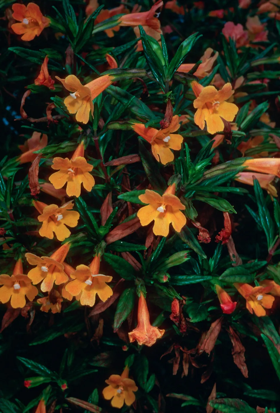 W. Anacapa Island--above head of Box Canyon--Diplacus parv. x longiflorus
