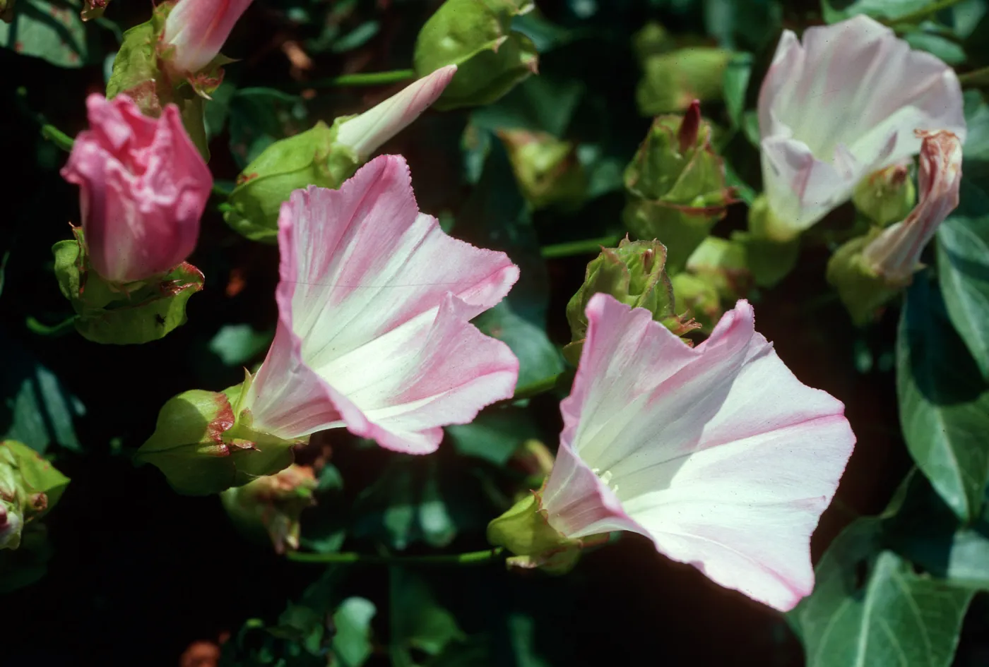 W. Anacapa Island--just E of W terrace--Calystegia macrostegia