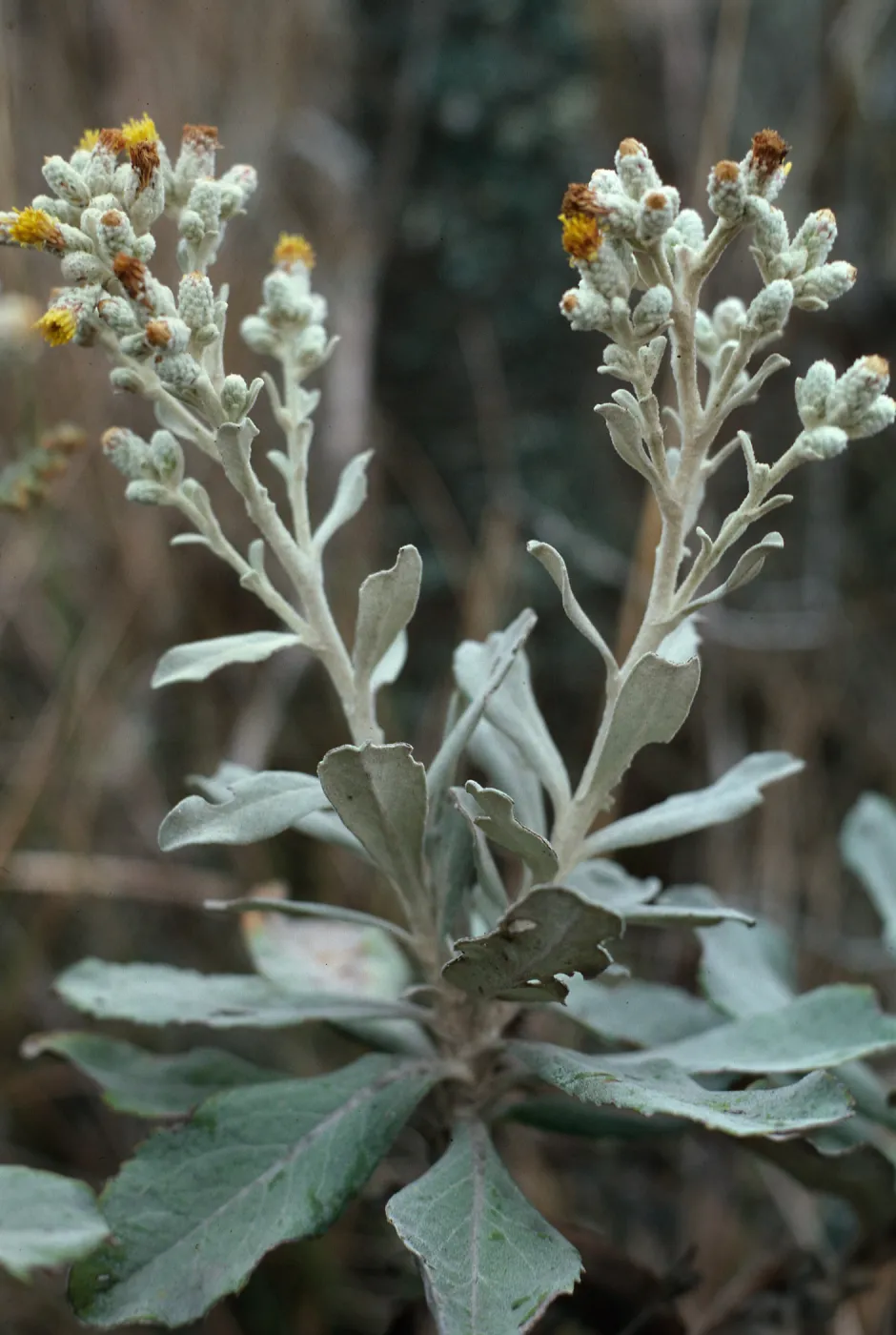 W. Anacapa Island--Haplopappus detonsus