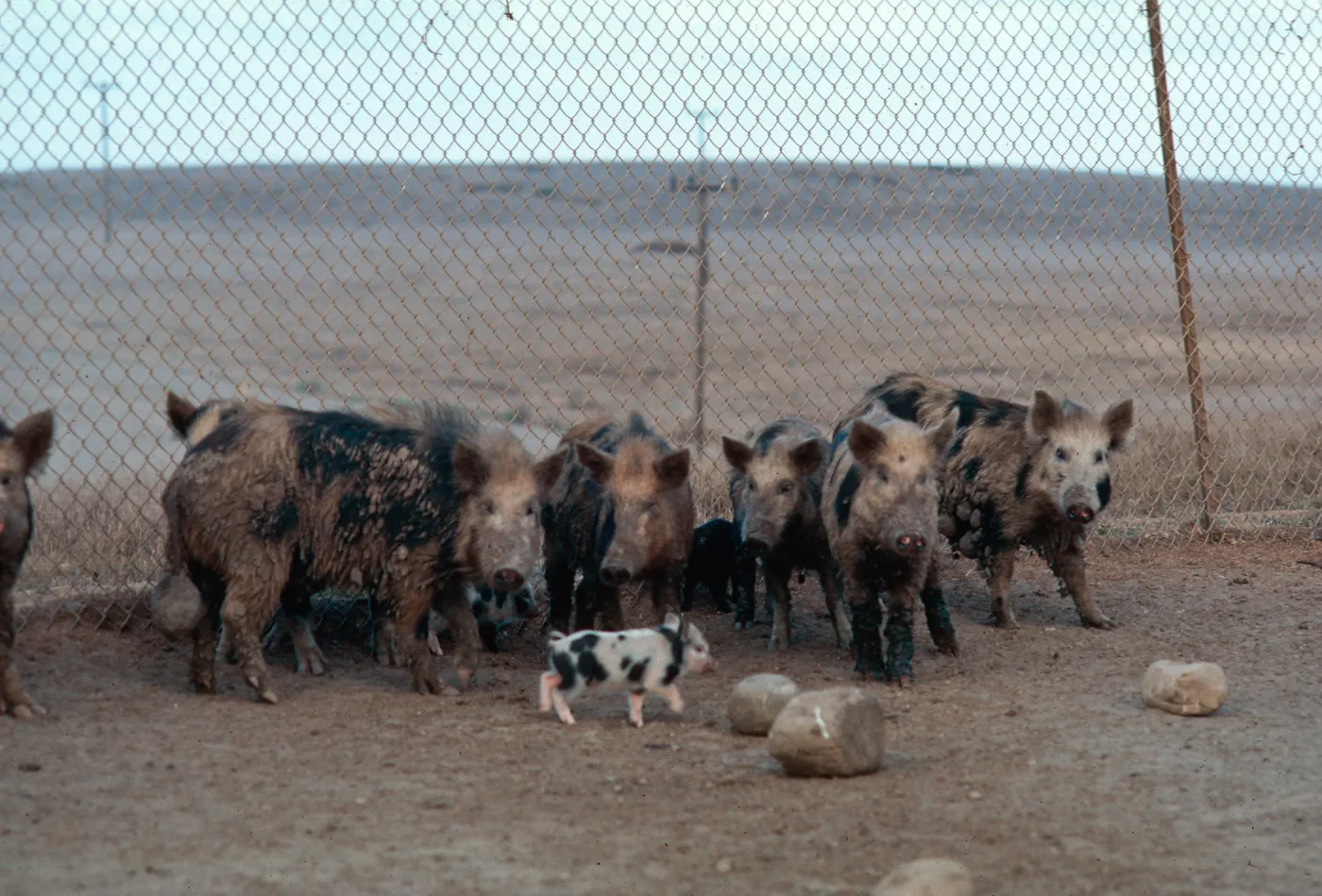 Feral pigs, animal removal program--San Clemente Island
